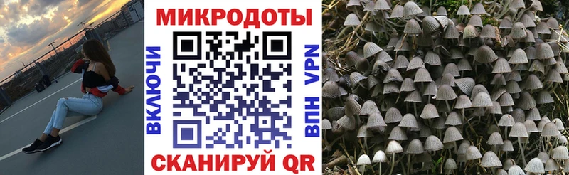 купить   Ессентуки  Псилоцибиновые грибы мицелий 